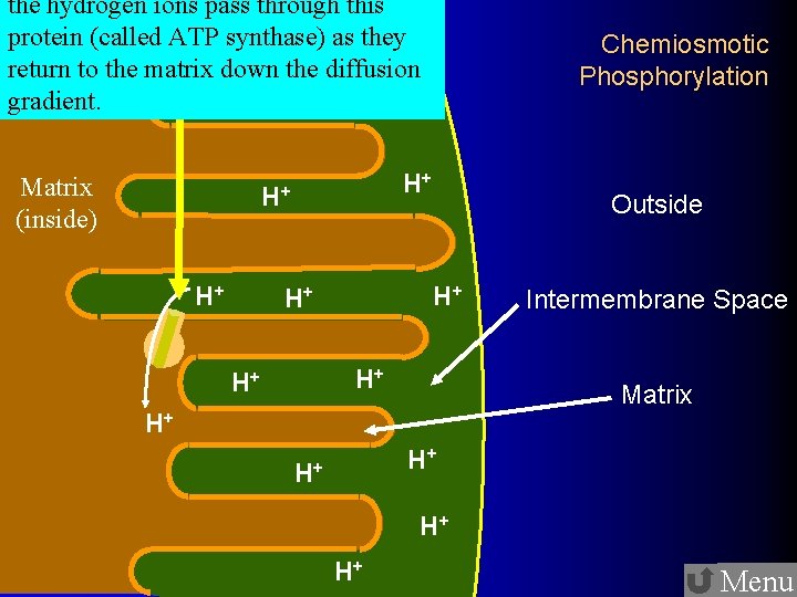 the hydrogen ions pass through this protein (called ATP synthase) as they return to