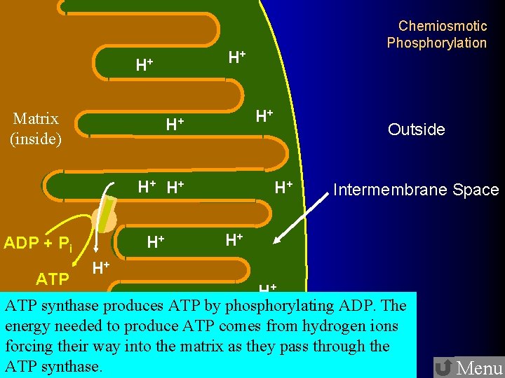 H+ H+ Matrix (inside) H+ H+ ATP Outside H+ Intermembrane Space H+ H+ ADP