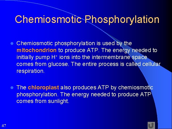 Chemiosmotic Phosphorylation 47 l Chemiosmotic phosphorylation is used by the mitochondrion to produce ATP.