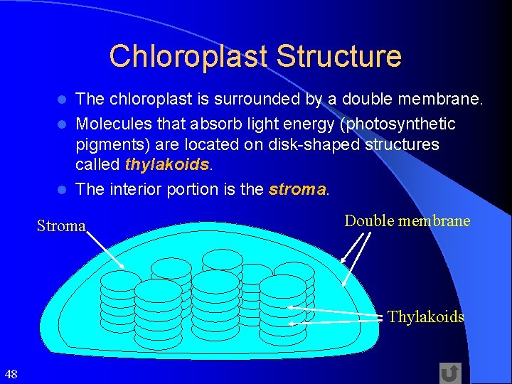 Chloroplast Structure The chloroplast is surrounded by a double membrane. l Molecules that absorb