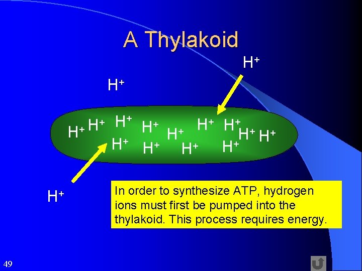 A Thylakoid H+ H+ 49 H+ + H+ H + + + H H