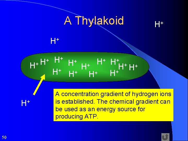 A Thylakoid H+ H+ 50 H+ + H+ H + + + H H