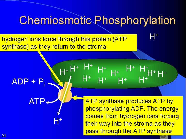 Chemiosmotic Phosphorylation hydrogen ions force through this protein (ATP synthase) as they return to