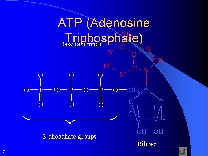 ATP (Adenosine NH Triphosphate) Base (adenine) C 2 OO - P O OO P