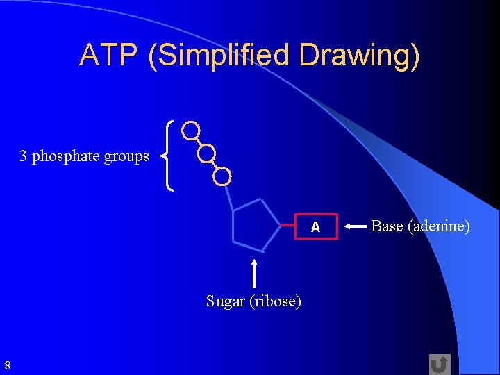ATP (Simplified Drawing) 3 phosphate groups A Sugar (ribose) 8 Base (adenine) 