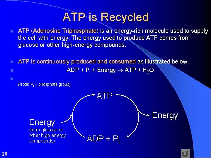ATP is Recycled l ATP (Adenosine Triphosphate) is an energy-rich molecule used to supply