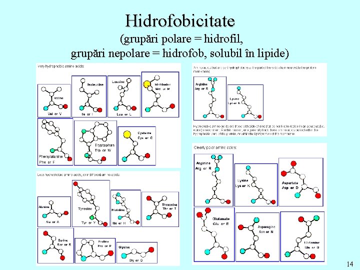 Hidrofobicitate (grupări polare = hidrofil, grupări nepolare = hidrofob, solubil în lipide) 14 