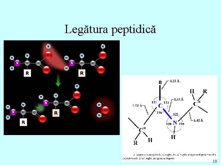 Legătura peptidică 19 