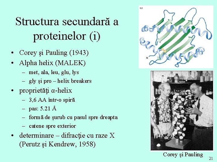 Structura secundară a proteinelor (i) • Corey şi Pauling (1943) • Alpha helix (MALEK)