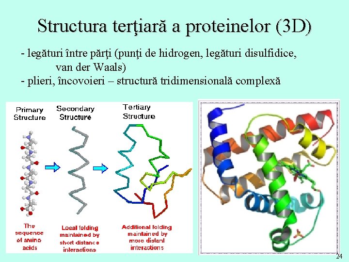 Structura terţiară a proteinelor (3 D) - legături între părţi (punţi de hidrogen, legături