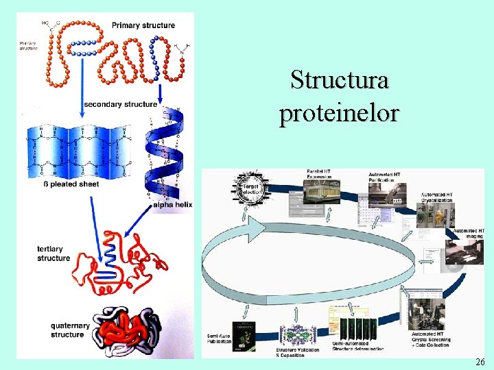 Structura proteinelor 26 