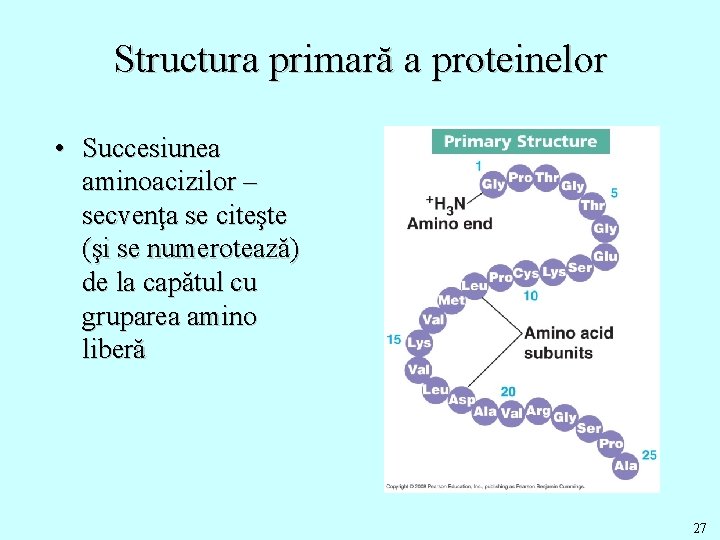 Structura primară a proteinelor • Succesiunea aminoacizilor – secvenţa se citeşte (şi se numerotează)