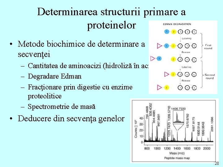 Determinarea structurii primare a proteinelor • Metode biochimice de determinare a secvenţei – –