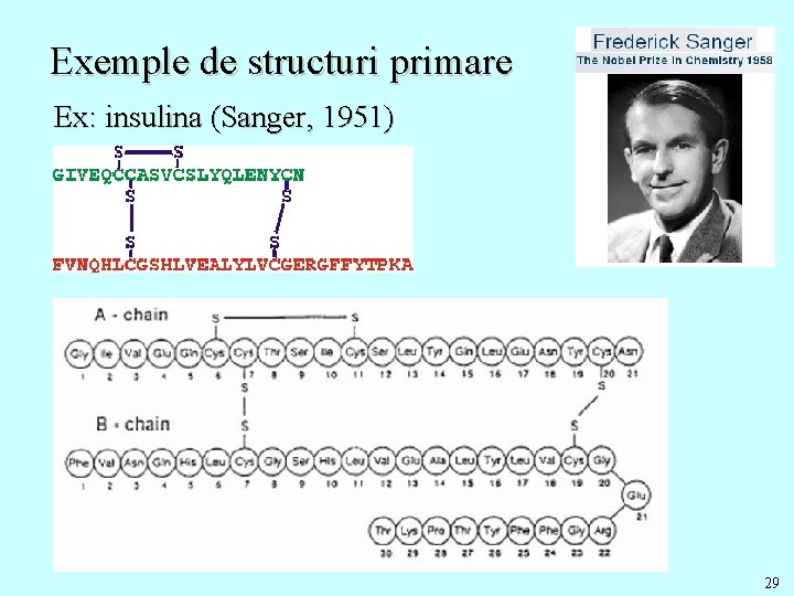 Exemple de structuri primare Ex: insulina (Sanger, 1951) 29 