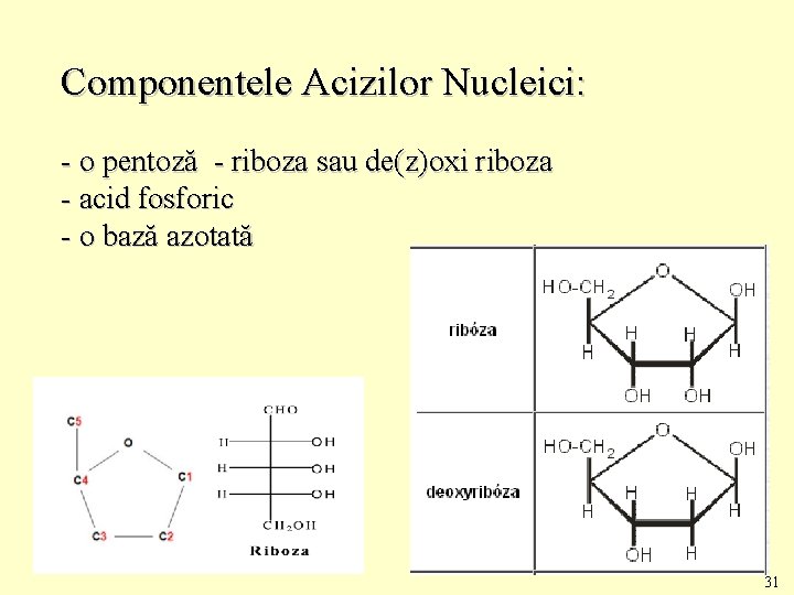 Componentele Acizilor Nucleici: - o pentoză - riboza sau de(z)oxi riboza - acid fosforic