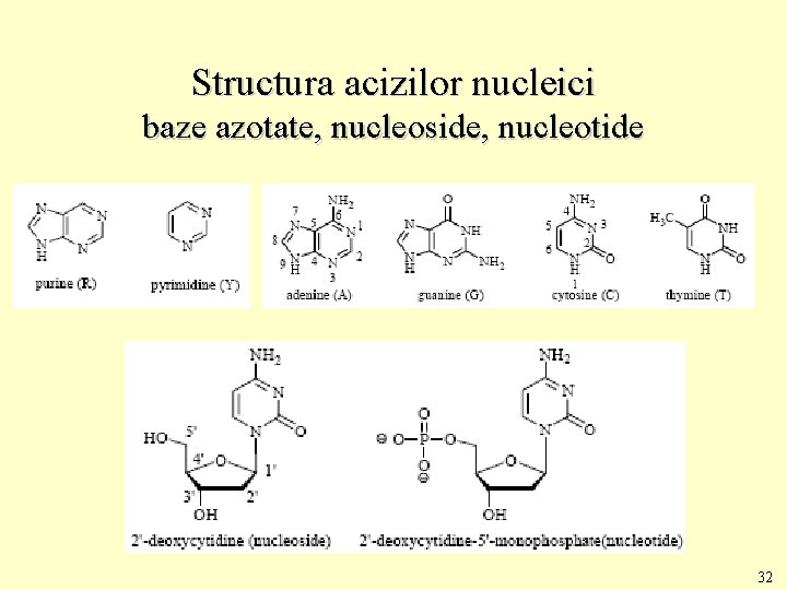 Structura acizilor nucleici baze azotate, nucleoside, nucleotide 32 