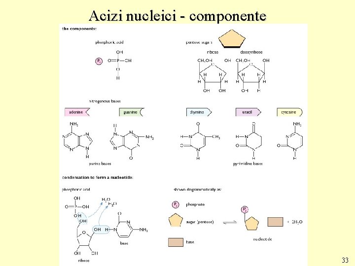 Acizi nucleici - componente 33 