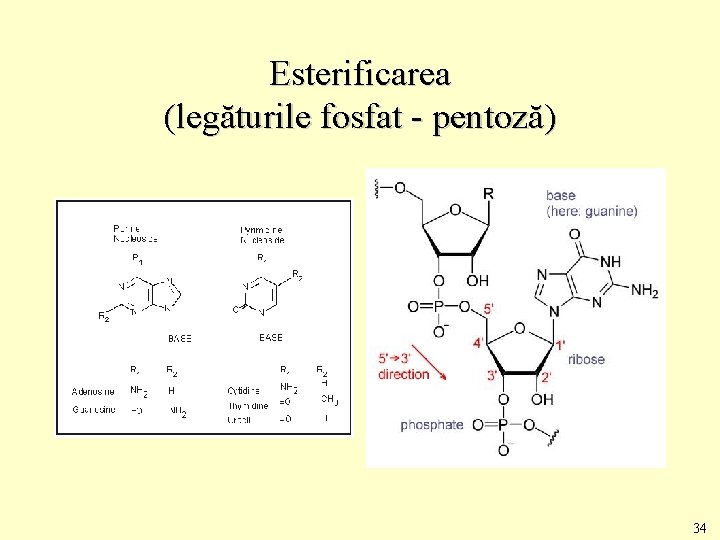 Esterificarea (legăturile fosfat - pentoză) 34 