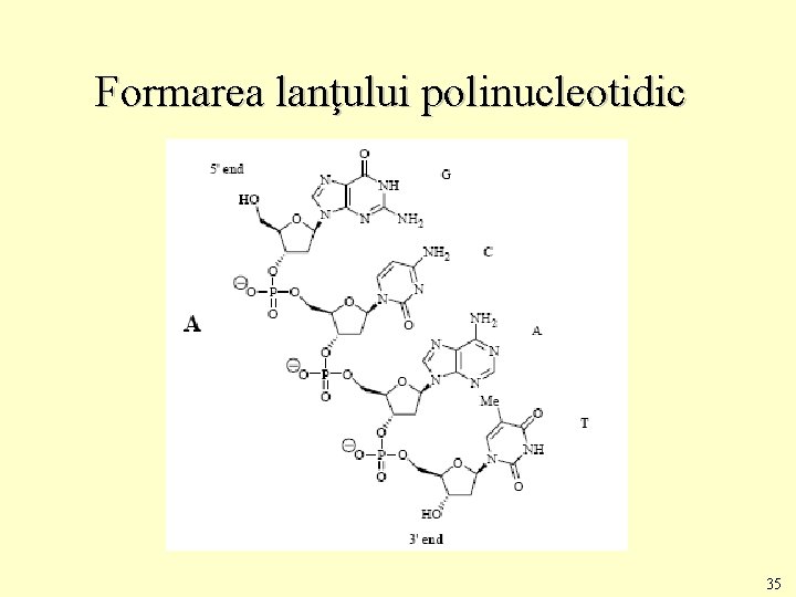 Formarea lanţului polinucleotidic 35 