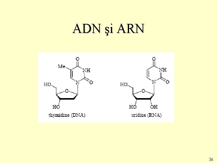 ADN şi ARN 36 