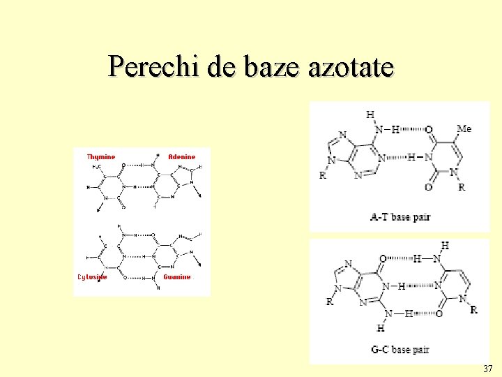 Perechi de baze azotate 37 