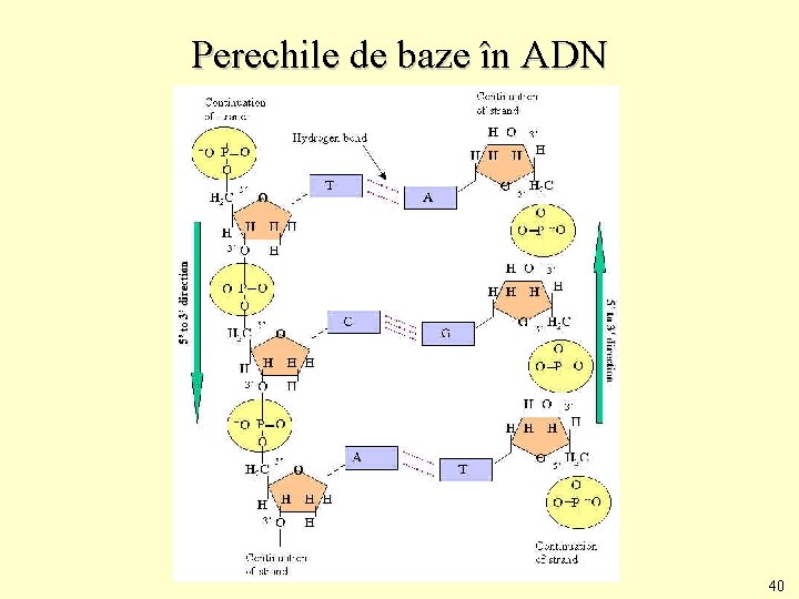Perechile de baze în ADN 40 