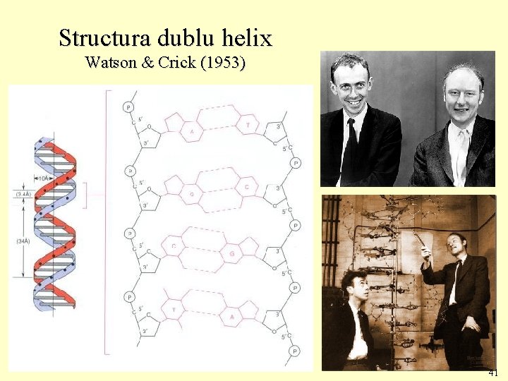 Structura dublu helix Watson & Crick (1953) 41 