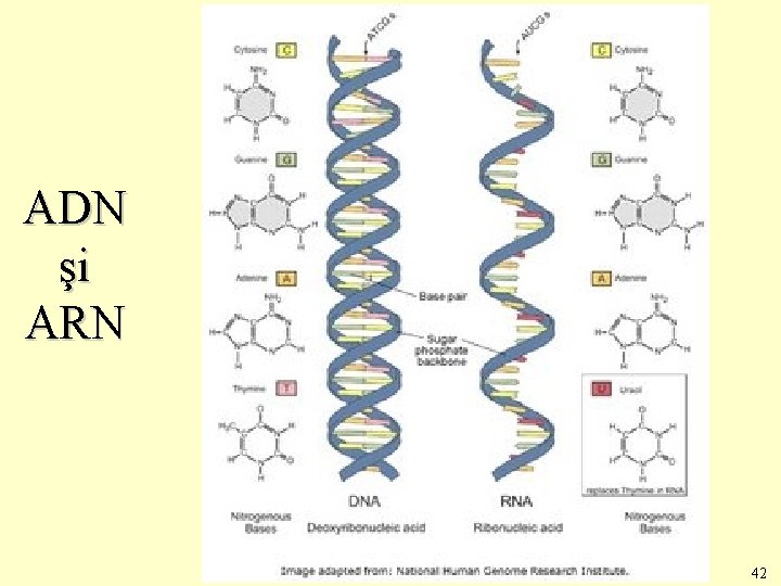 ADN şi ARN 42 