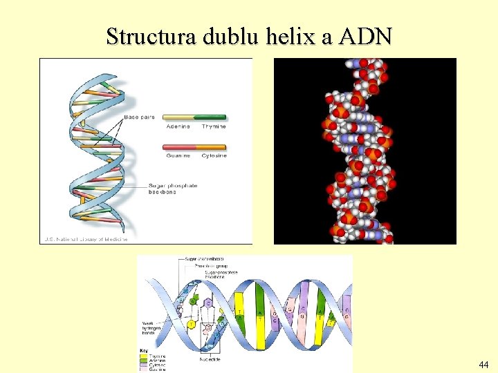 Structura dublu helix a ADN 44 