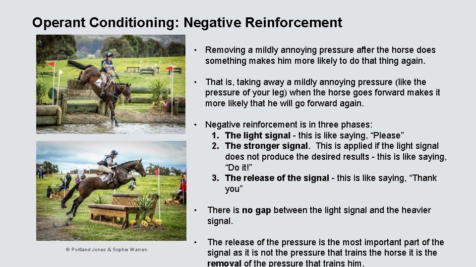 Operant Conditioning: Negative Reinforcement • Removing a mildly annoying pressure after the horse does