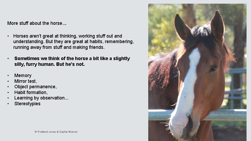 More stuff about the horse…. • Horses aren’t great at thinking, working stuff out