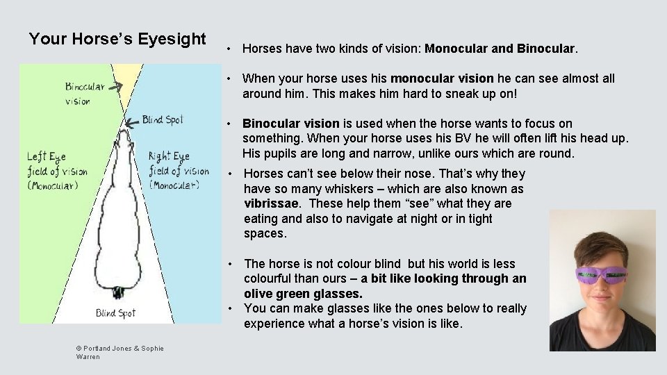 Your Horse’s Eyesight • Horses have two kinds of vision: Monocular and Binocular. •