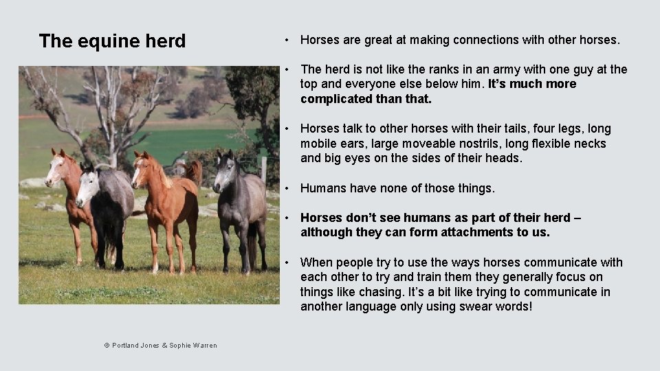 The equine herd • Horses are great at making connections with other horses. •