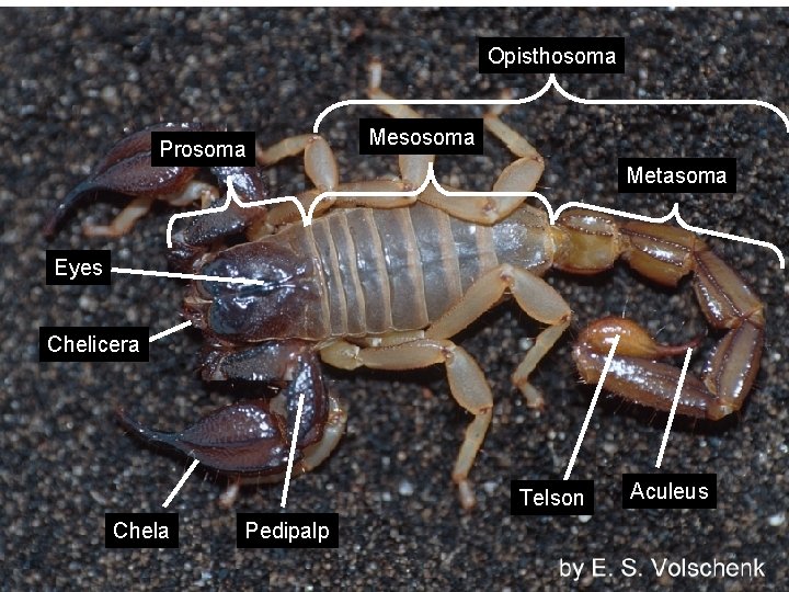 Opisthosoma Prosoma Mesosoma Metasoma Eyes Chelicera Telson Chela Pedipalp Aculeus 