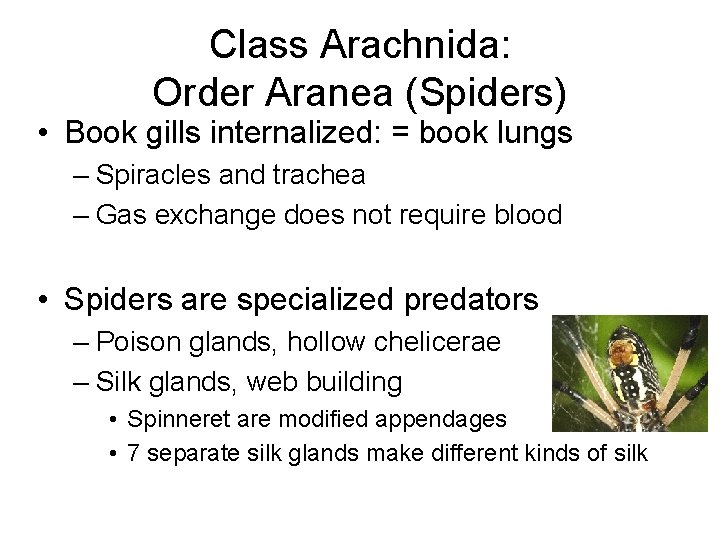 Class Arachnida: Order Aranea (Spiders) • Book gills internalized: = book lungs – Spiracles