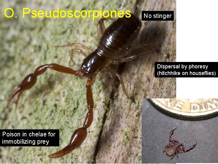 O. Pseudoscorpiones No stinger Dispersal by phoresy (hitchhike on houseflies) Poison in chelae for