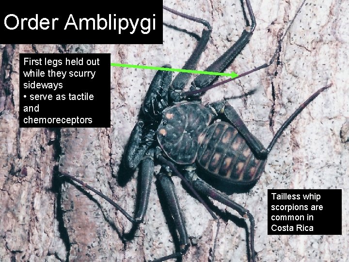 Order Amblipygi First legs held out while they scurry sideways • serve as tactile