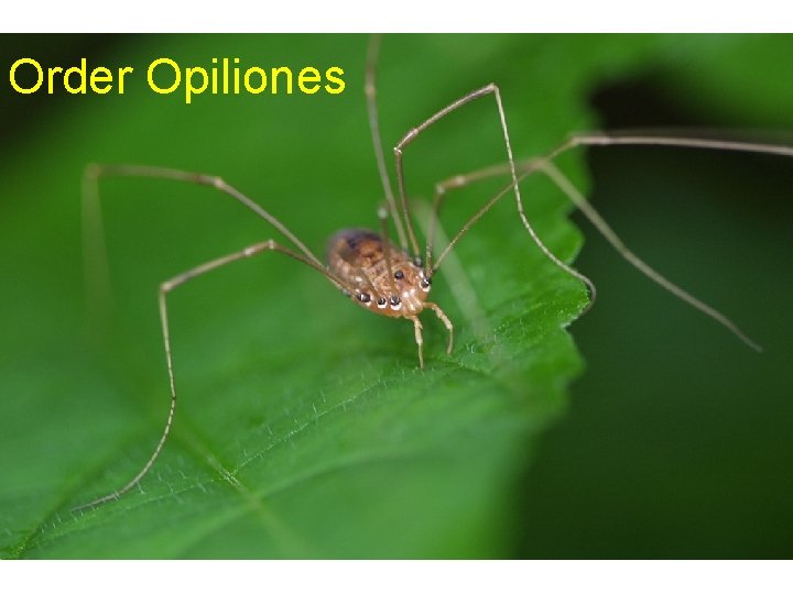 Order Opiliones 