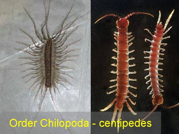 Order Chilopoda - centipedes 