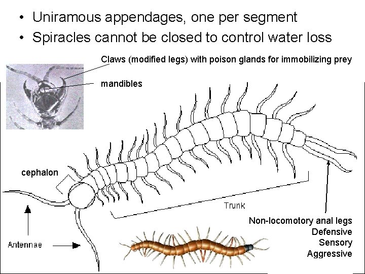  • Uniramous appendages, one per segment • Spiracles cannot be closed to control