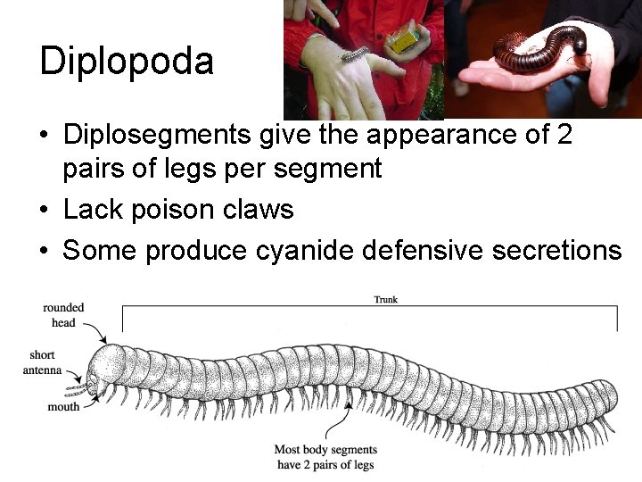 Diplopoda • Diplosegments give the appearance of 2 pairs of legs per segment •