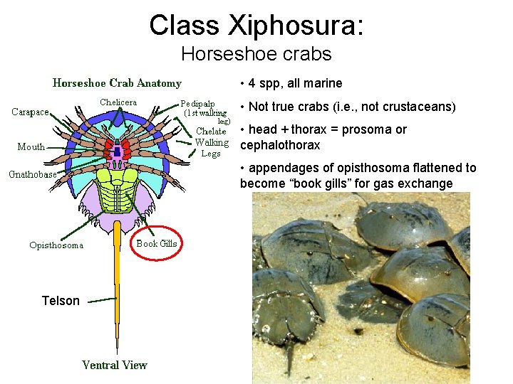 Class Xiphosura: Horseshoe crabs • 4 spp, all marine • Not true crabs (i.
