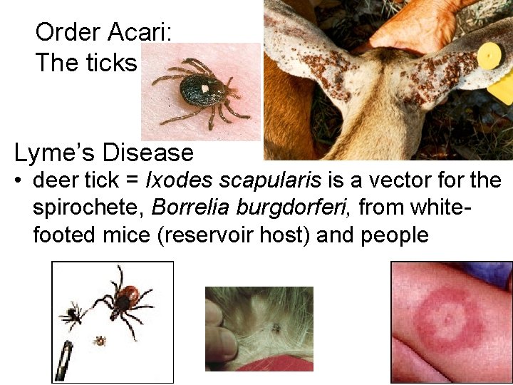 Order Acari: The ticks Lyme’s Disease • deer tick = Ixodes scapularis is a