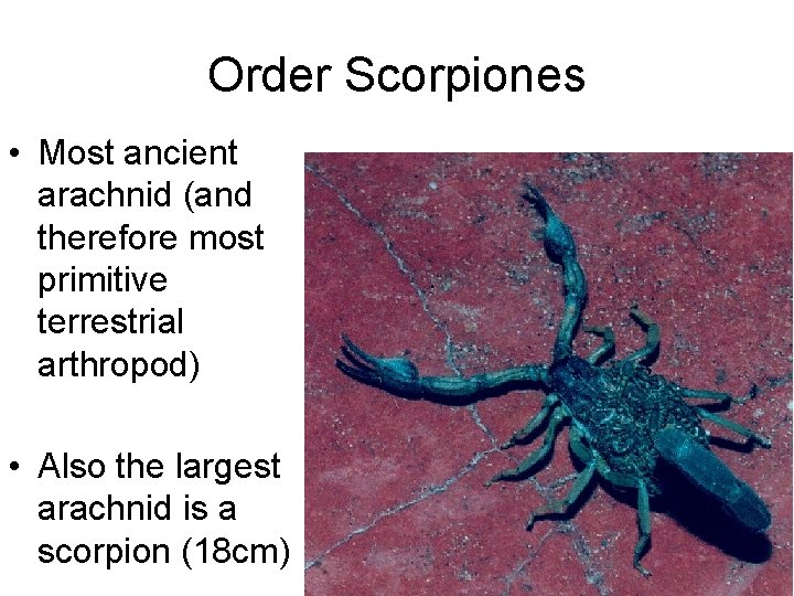Order Scorpiones • Most ancient arachnid (and therefore most primitive terrestrial arthropod) • Also