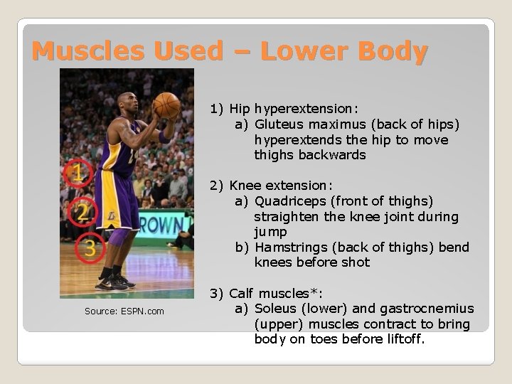 Muscles Used – Lower Body 1) Hip hyperextension: a) Gluteus maximus (back of hips)