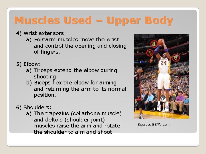 Muscles Used – Upper Body 4) Wrist extensors: a) Forearm muscles move the wrist