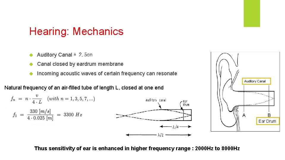 Hearing: Mechanics Auditory Canal ≅ 2. 5 cm Canal closed by eardrum membrane Incoming Hearing: Mechanics Auditory Canal ≅ 2. 5 cm Canal closed by eardrum membrane Incoming