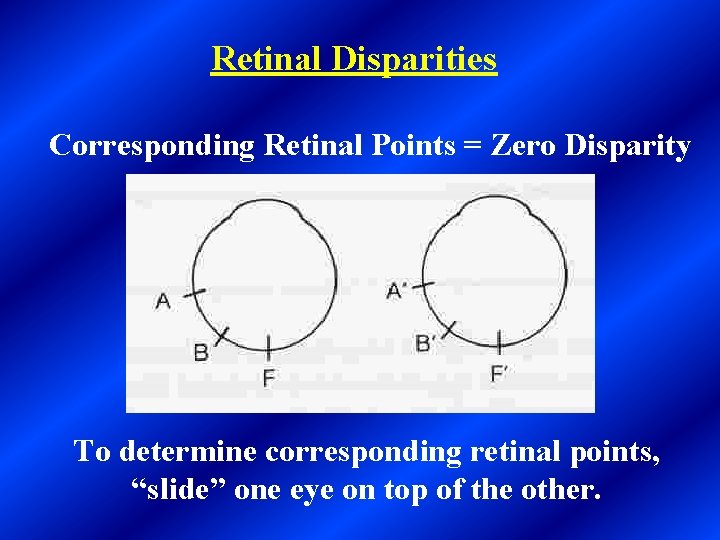 Retinal Disparities Corresponding Retinal Points = Zero Disparity To determine corresponding retinal points, “slide”