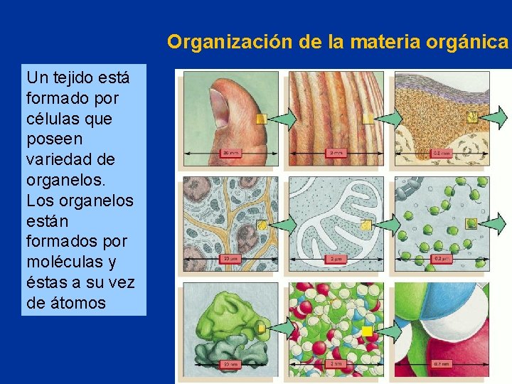 Organización de la materia orgánica Un tejido está formado por células que poseen variedad