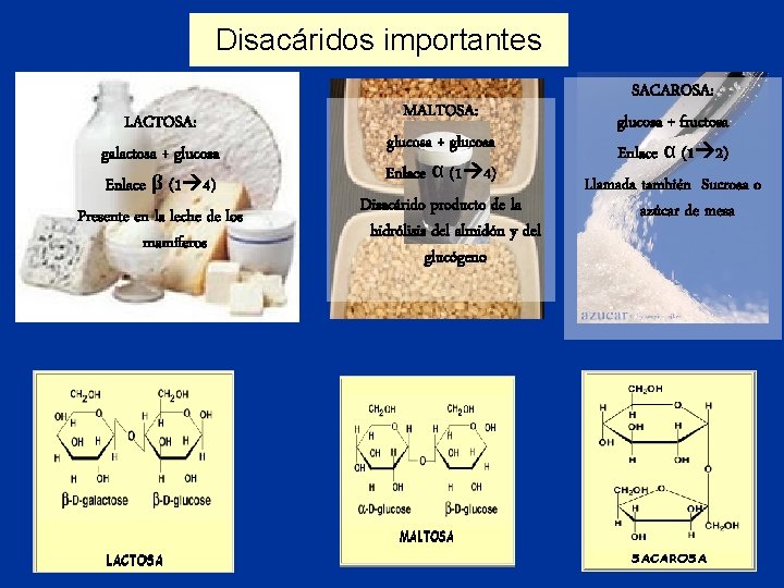 Disacáridos importantes LACTOSA: galactosa + glucosa Enlace β (1 4) Presente en la leche